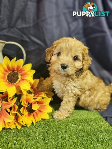 Golden spunky cavoodles