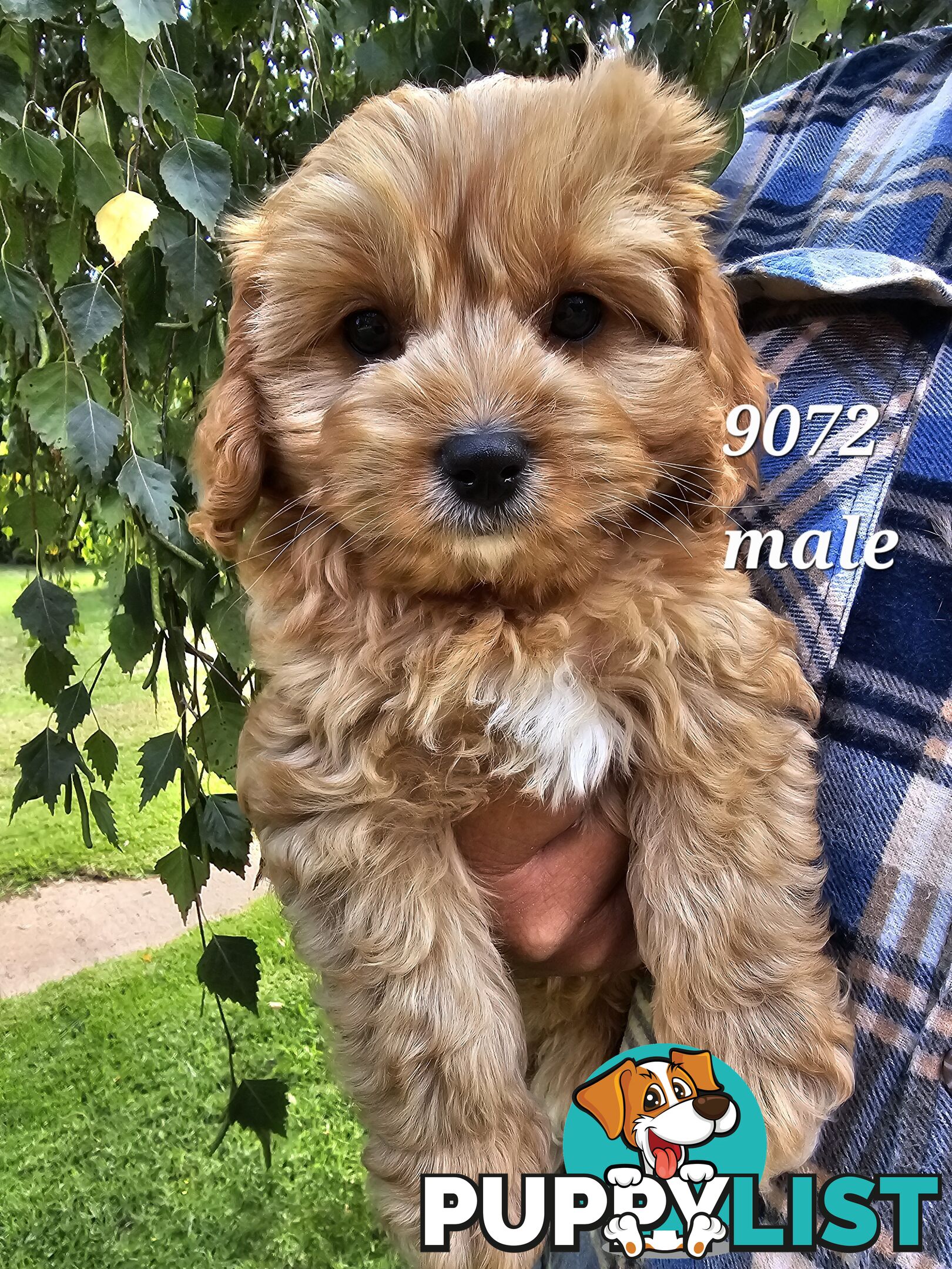 Golden spunky cavoodles