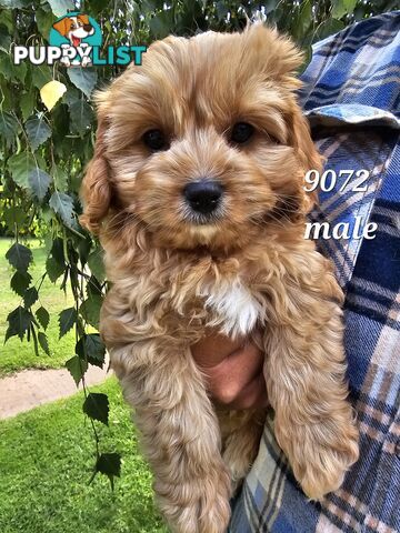 Golden spunky cavoodles