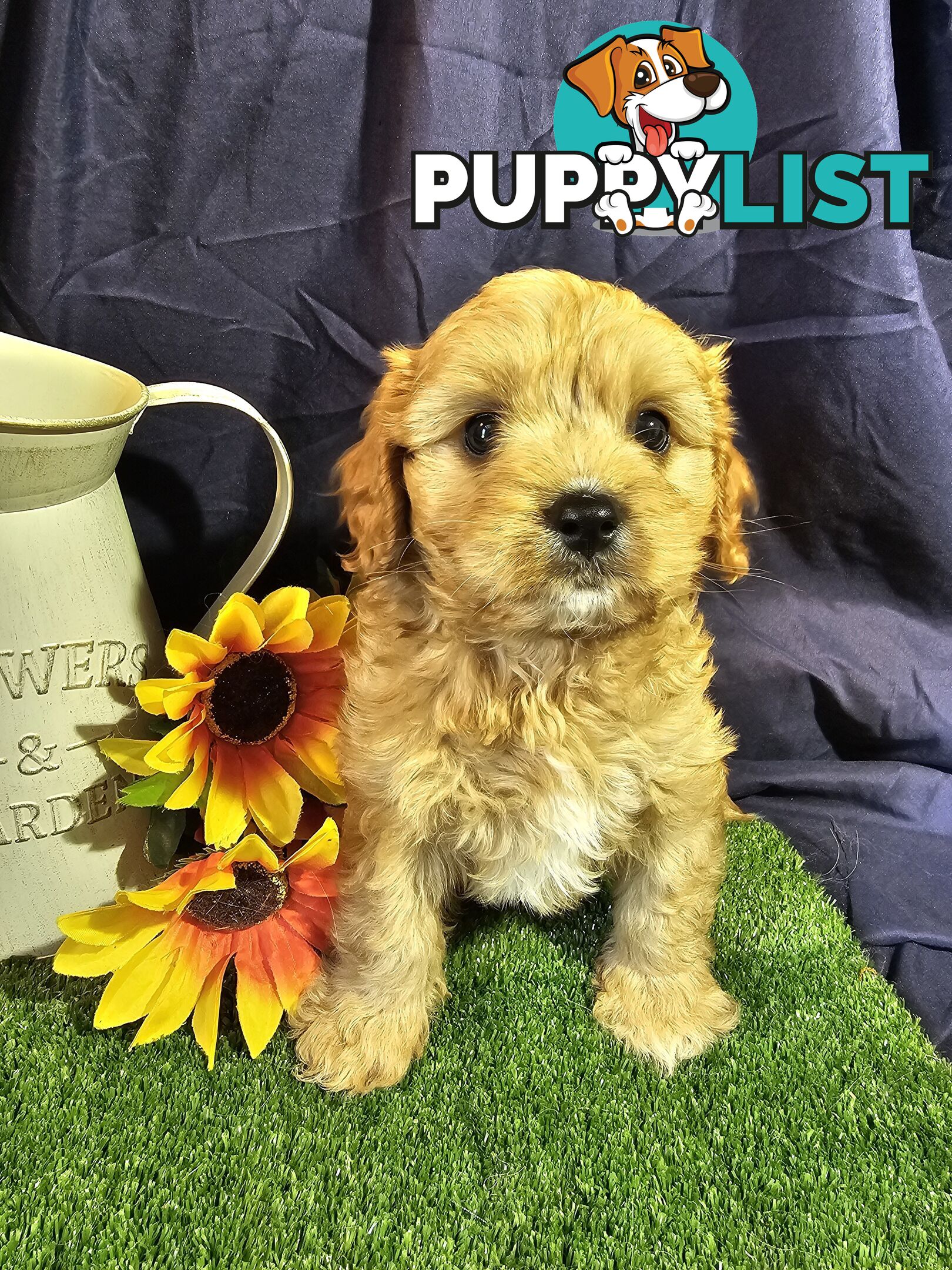 Golden spunky cavoodles