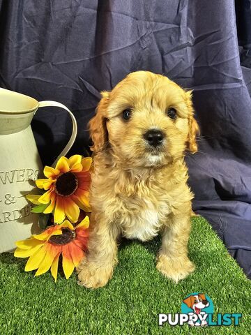 Golden spunky cavoodles