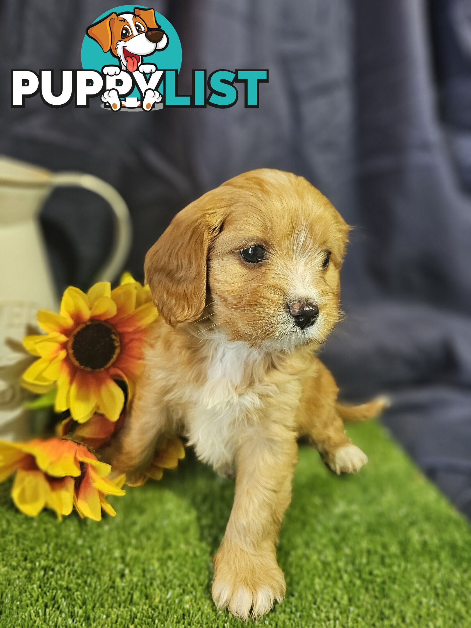 Golden spunky cavoodles