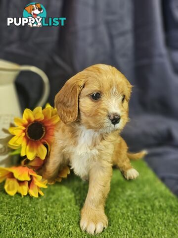 Golden spunky cavoodles