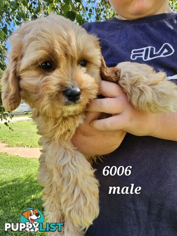 Golden spunky cavoodles