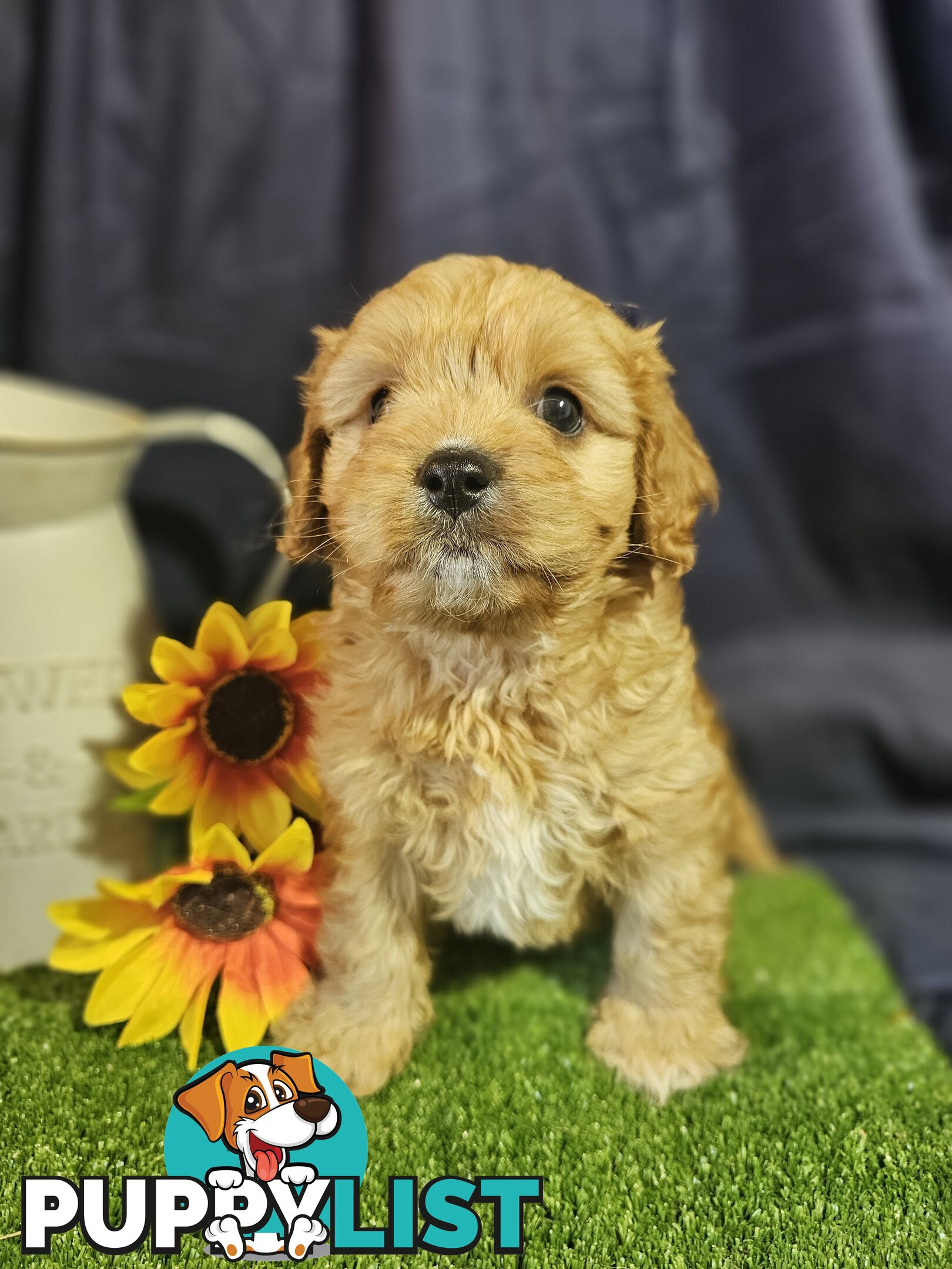 Golden spunky cavoodles