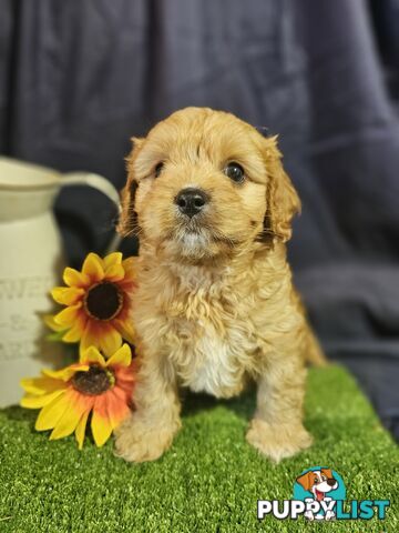 Golden spunky cavoodles