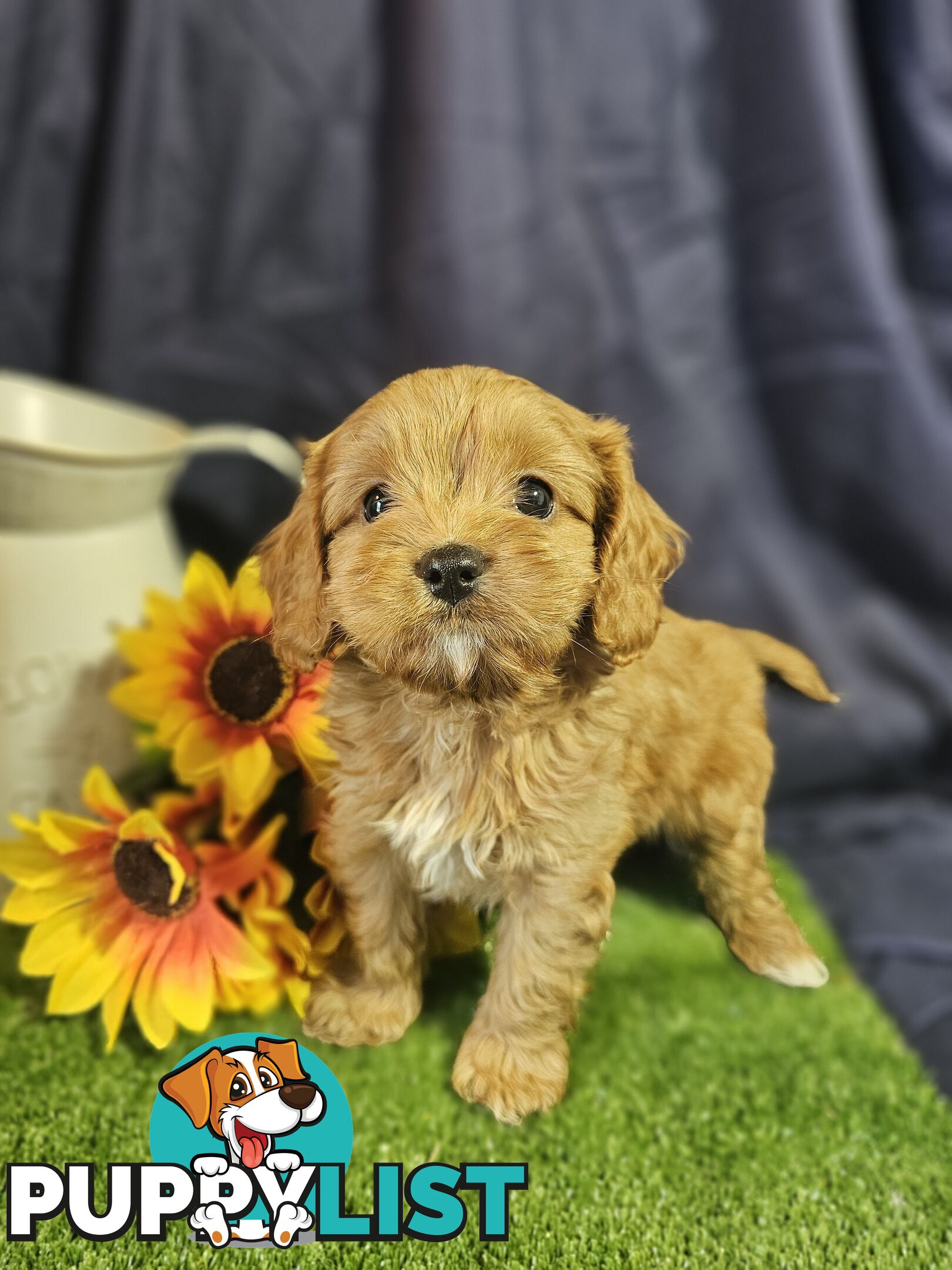 Golden spunky cavoodles