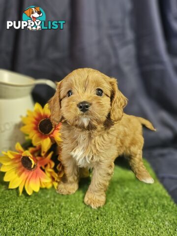 Golden spunky cavoodles