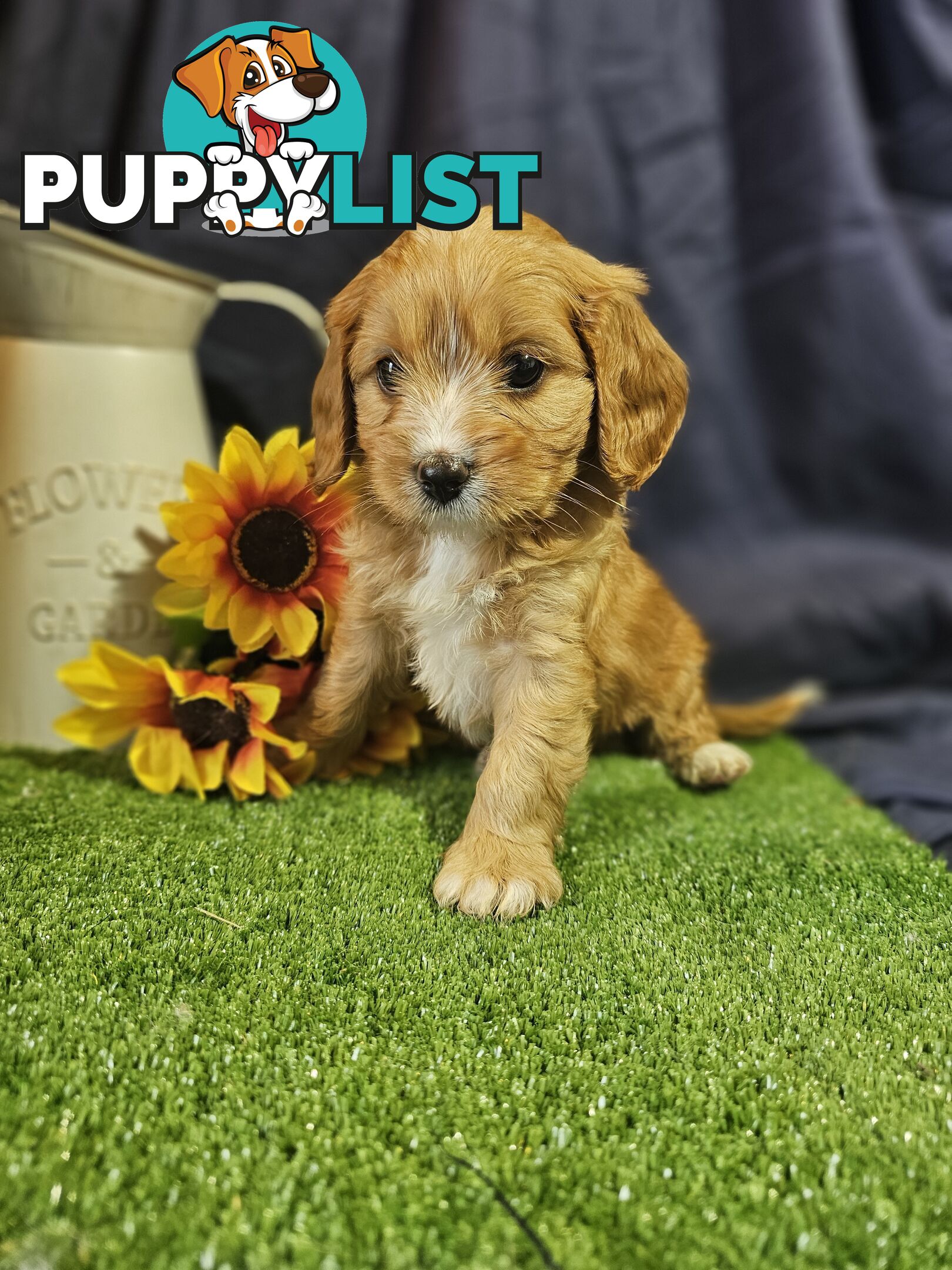 Golden spunky cavoodles