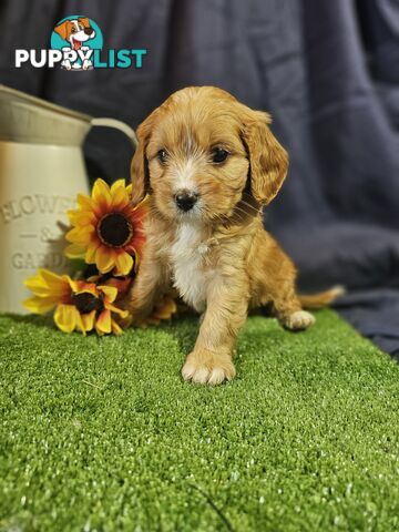 Golden spunky cavoodles