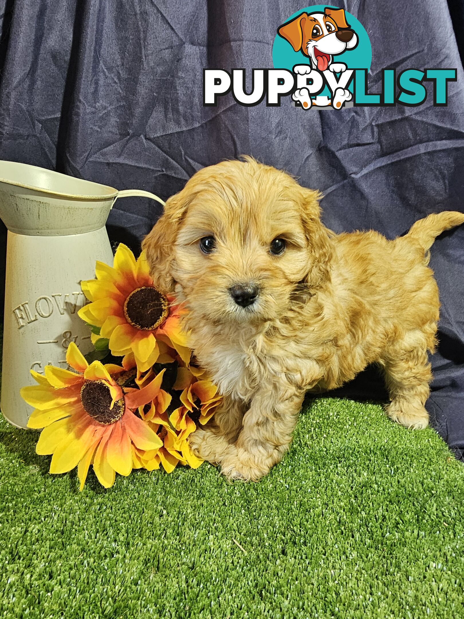 Golden spunky cavoodles