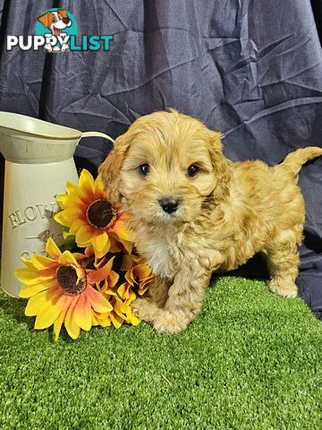 Golden spunky cavoodles