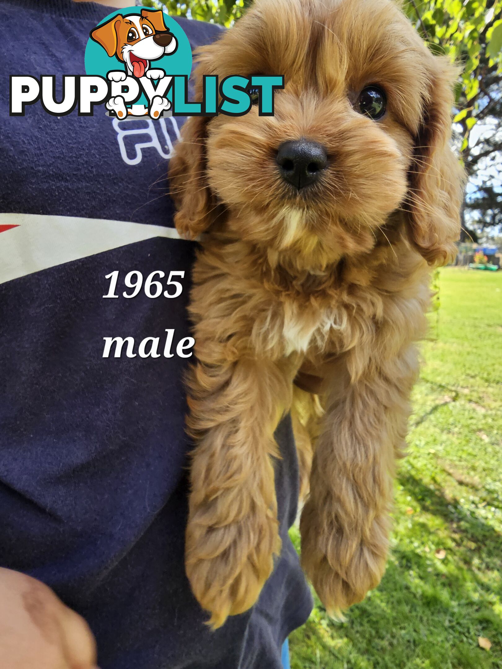 Golden spunky cavoodles