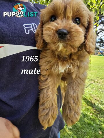 Golden spunky cavoodles