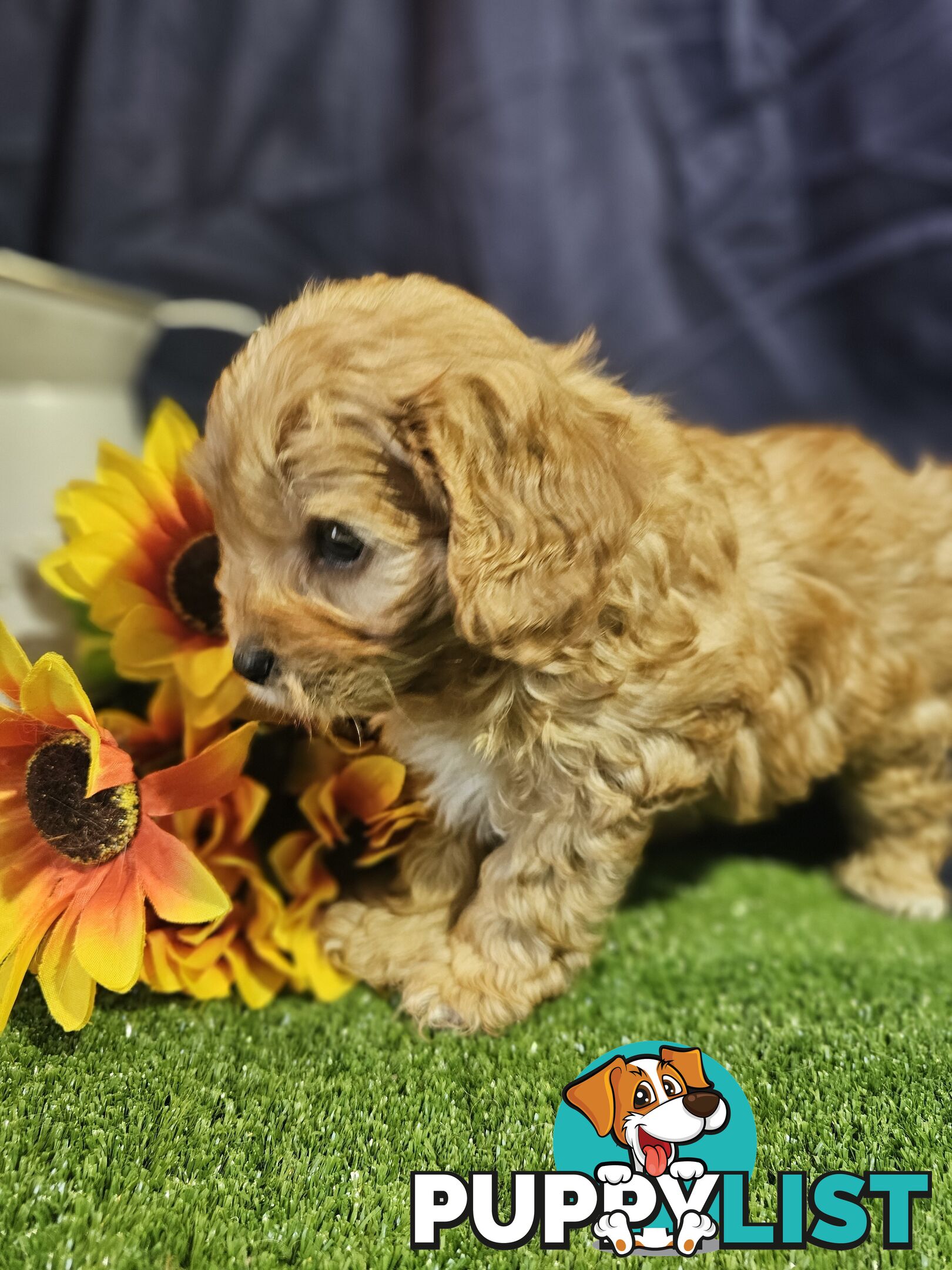 Golden spunky cavoodles