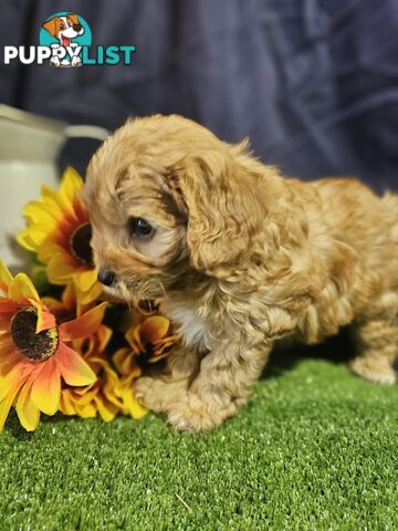 Golden spunky cavoodles