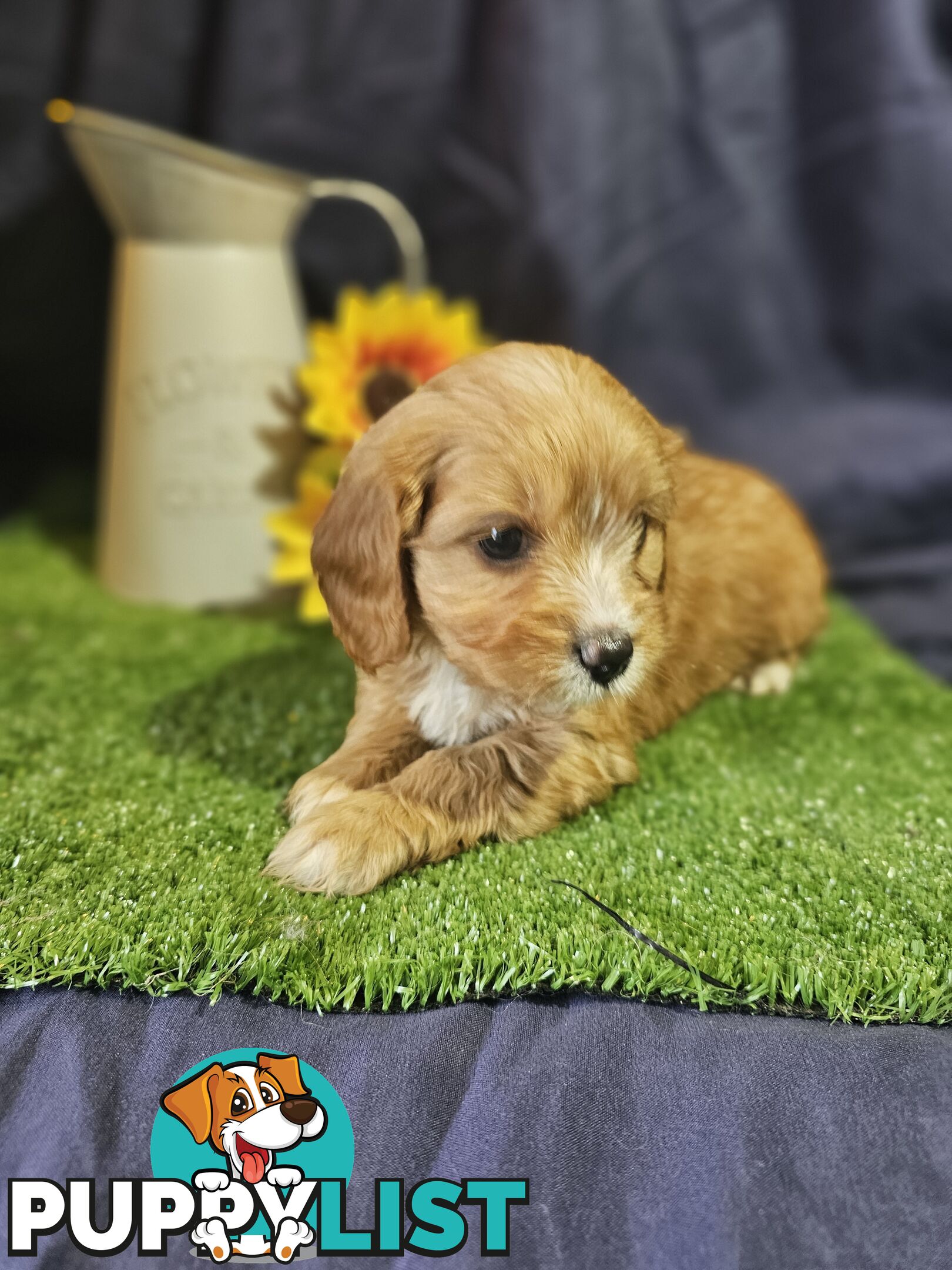 Golden spunky cavoodles