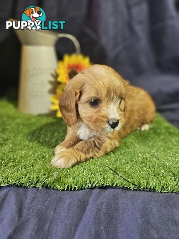 Golden spunky cavoodles