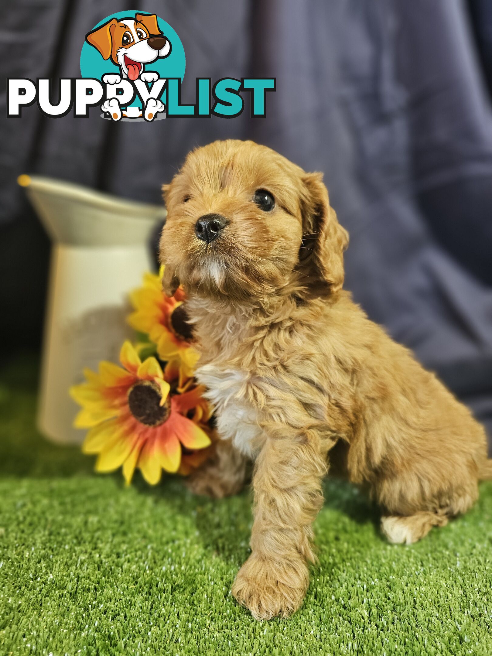 Golden spunky cavoodles