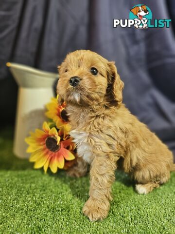 Golden spunky cavoodles