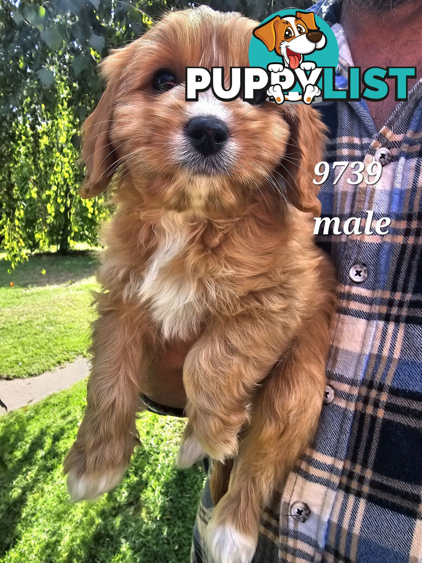 Golden spunky cavoodles