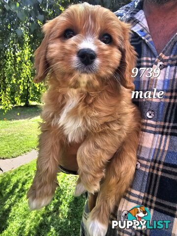 Golden spunky cavoodles