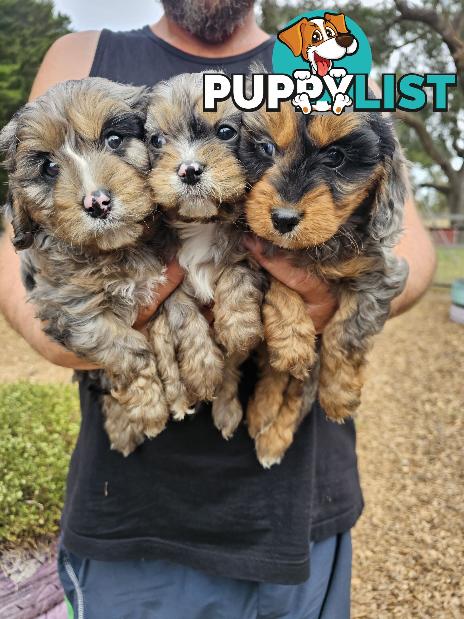 Stunning colourful cavoodles