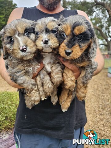 Stunning colourful cavoodles