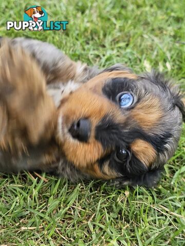 Stunning colourful cavoodles