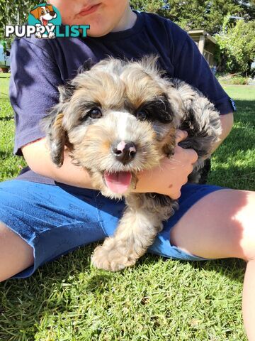 Stunning colourful cavoodles