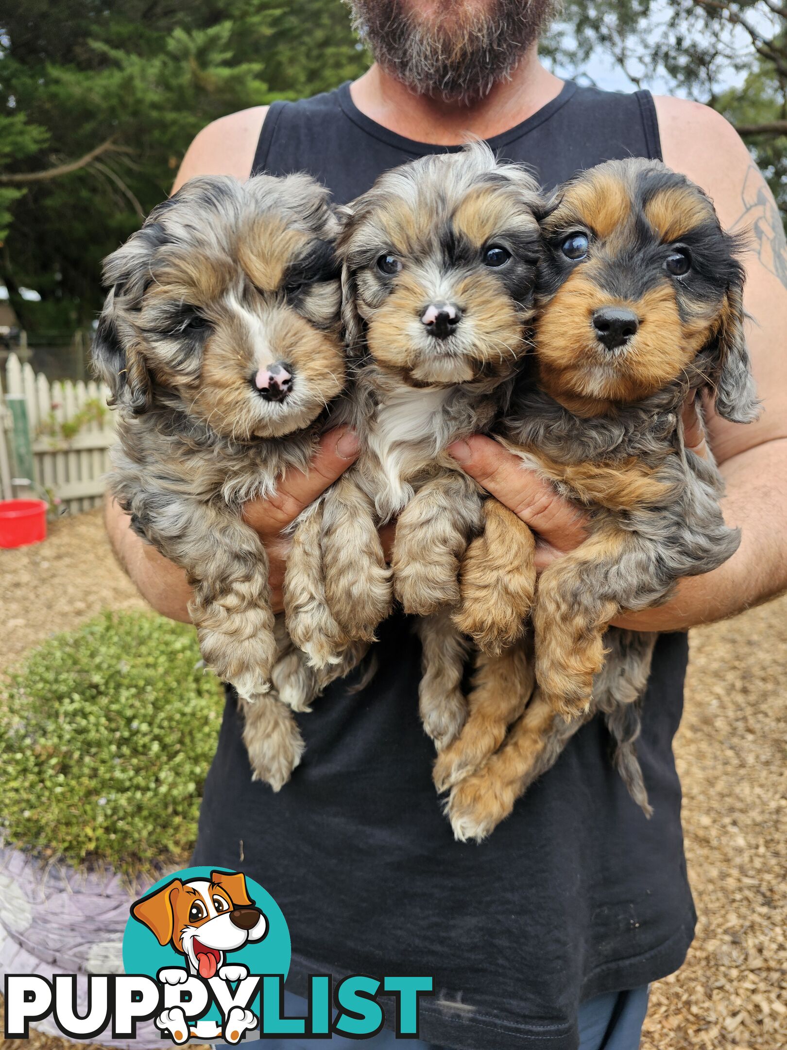 Stunning colourful cavoodles