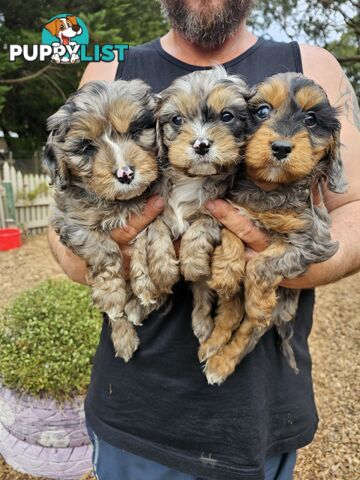 Stunning colourful cavoodles