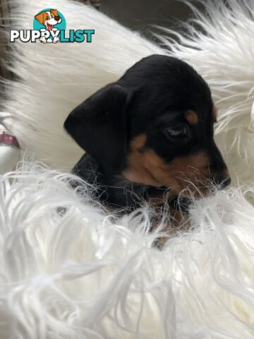 3 Female Black and Tan Dapple, 3 x Black and Tan, Smooth Coat Minature Dachshund