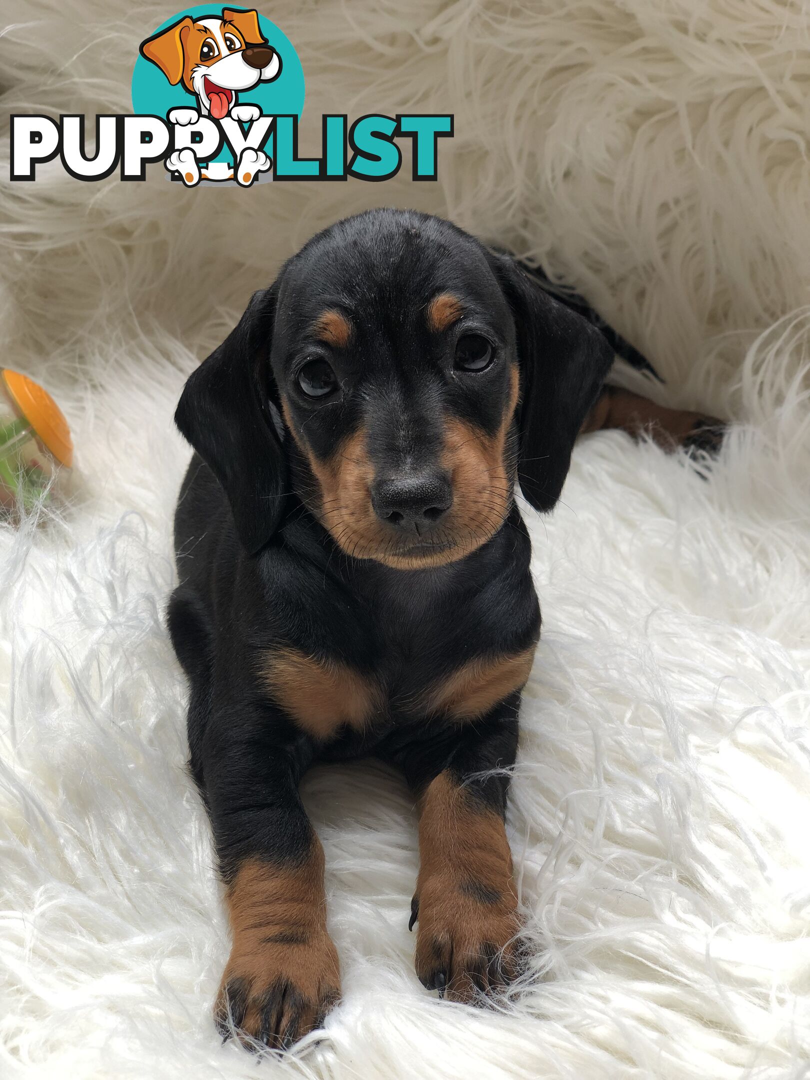 3 Female Black and Tan Dapple, 3 x Black and Tan, Smooth Coat Minature Dachshund