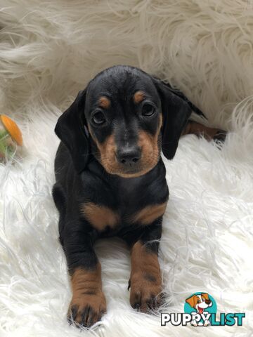 3 Female Black and Tan Dapple, 3 x Black and Tan, Smooth Coat Minature Dachshund