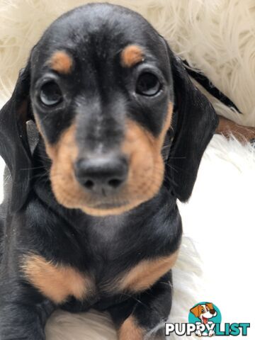 3 Female Black and Tan Dapple, 3 x Black and Tan, Smooth Coat Minature Dachshund