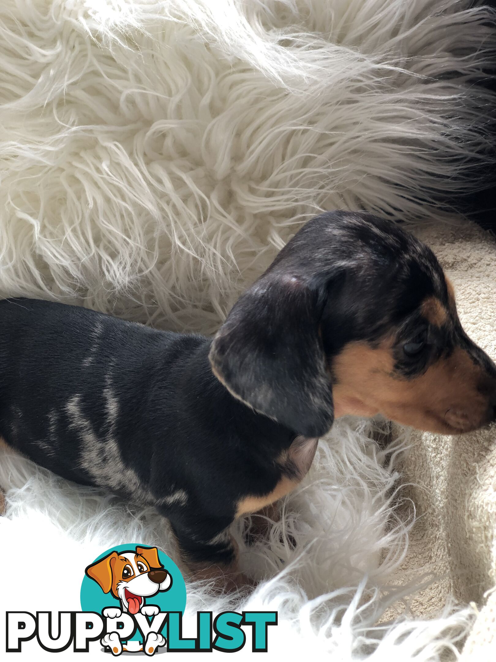 3 Female Black and Tan Dapple, 3 x Black and Tan, Smooth Coat Minature Dachshund