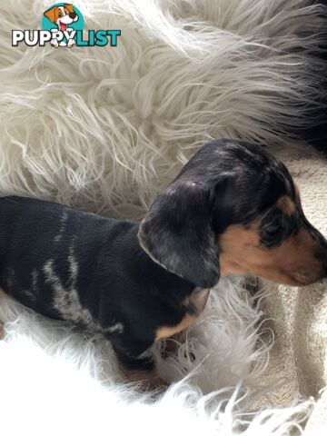 3 Female Black and Tan Dapple, 3 x Black and Tan, Smooth Coat Minature Dachshund