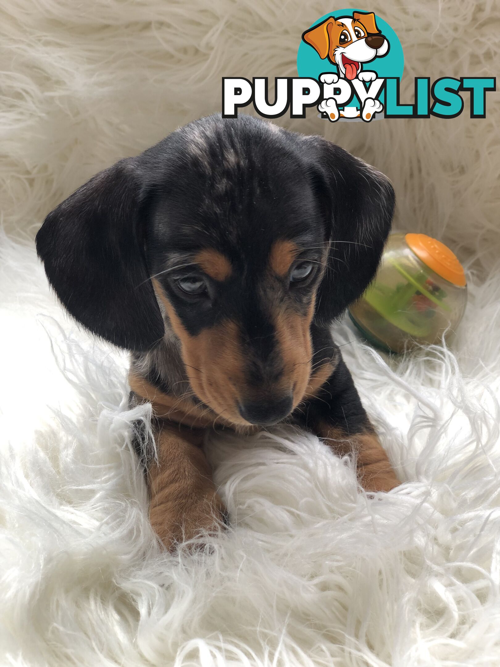 3 Female Black and Tan Dapple, 3 x Black and Tan, Smooth Coat Minature Dachshund