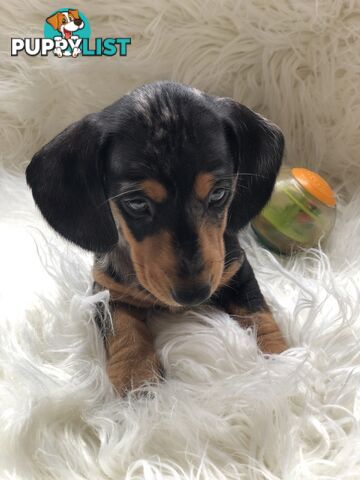 3 Female Black and Tan Dapple, 3 x Black and Tan, Smooth Coat Minature Dachshund