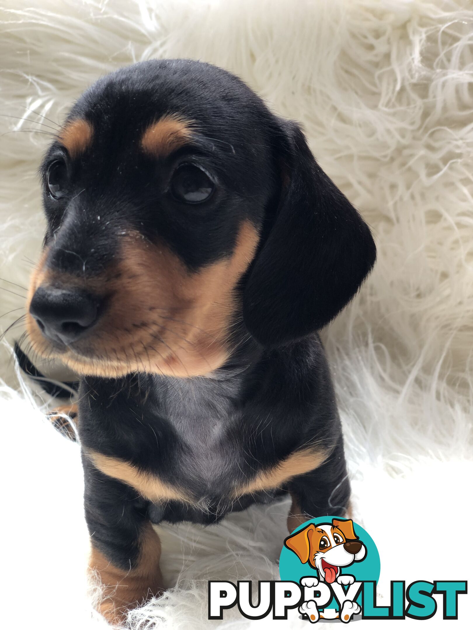 3 Female Black and Tan Dapple, 3 x Black and Tan, Smooth Coat Minature Dachshund