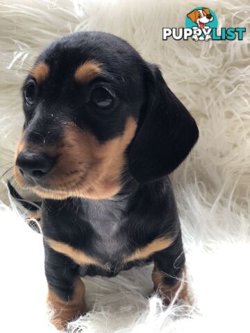 3 Female Black and Tan Dapple, 3 x Black and Tan, Smooth Coat Minature Dachshund