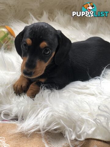 3 Female Black and Tan Dapple, 3 x Black and Tan, Smooth Coat Minature Dachshund