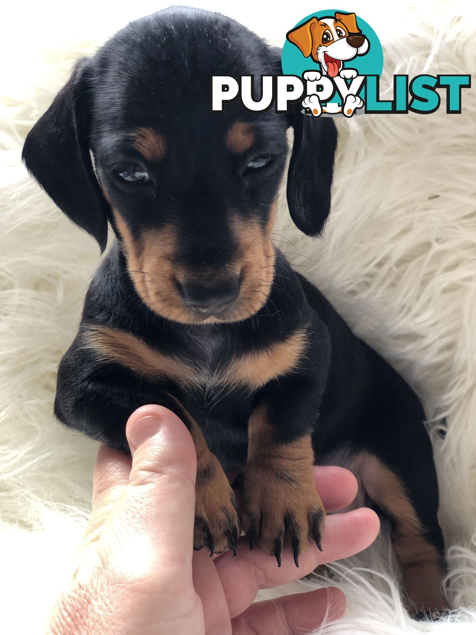 3 Female Black and Tan Dapple, 3 x Black and Tan, Smooth Coat Minature Dachshund