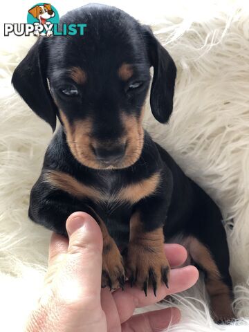 3 Female Black and Tan Dapple, 3 x Black and Tan, Smooth Coat Minature Dachshund