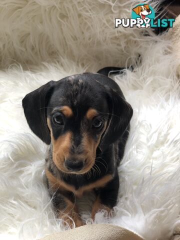 3 Female Black and Tan Dapple, 3 x Black and Tan, Smooth Coat Minature Dachshund