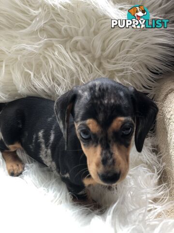 3 Female Black and Tan Dapple, 3 x Black and Tan, Smooth Coat Minature Dachshund