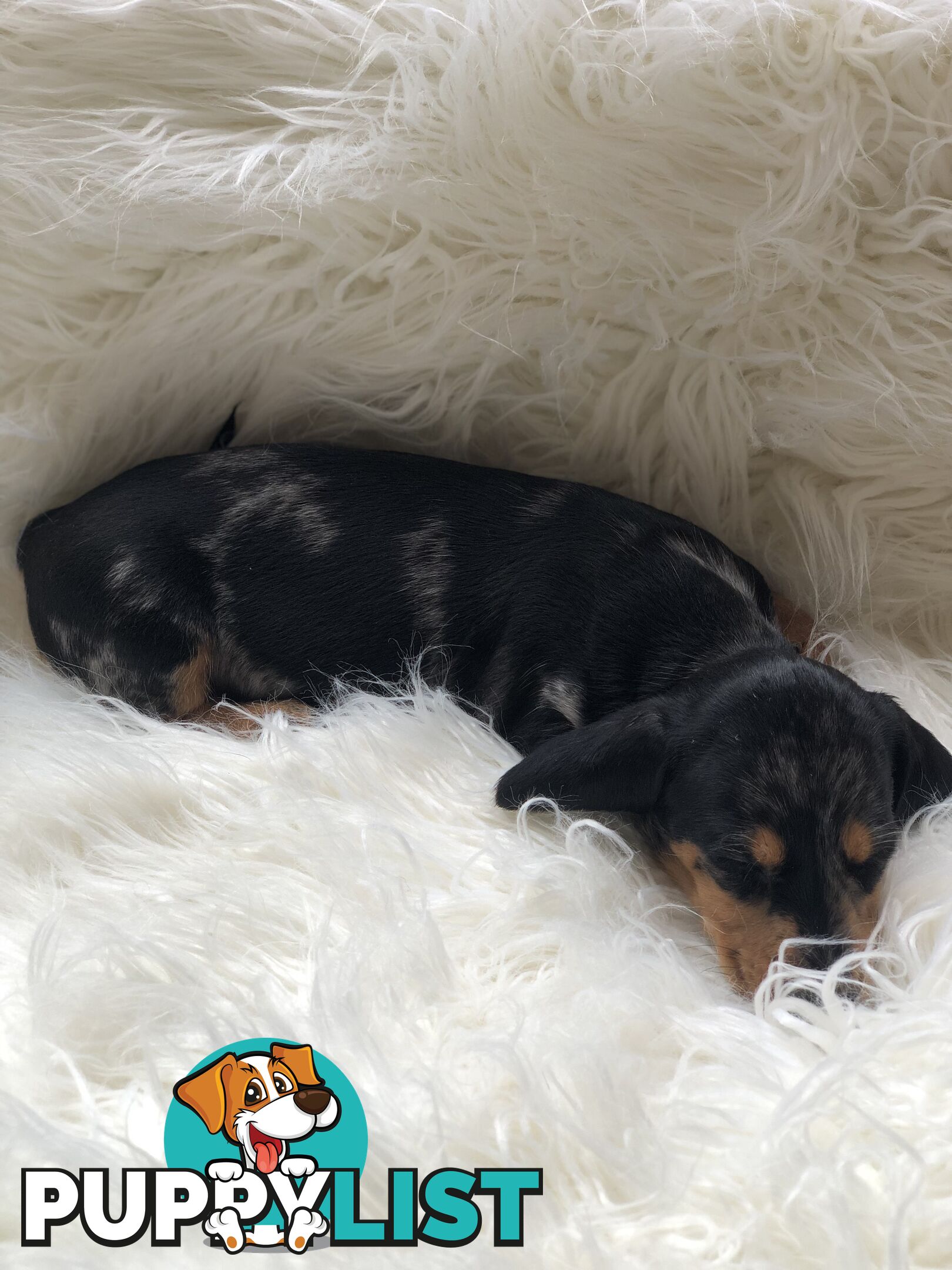 3 Female Black and Tan Dapple, 3 x Black and Tan, Smooth Coat Minature Dachshund