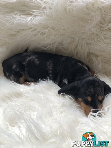 3 Female Black and Tan Dapple, 3 x Black and Tan, Smooth Coat Minature Dachshund