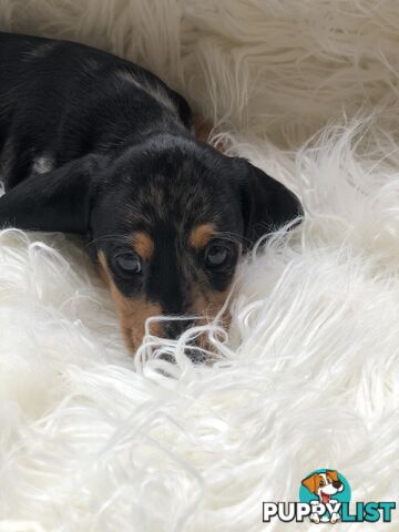 3 Female Black and Tan Dapple, 3 x Black and Tan, Smooth Coat Minature Dachshund